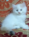 PURE PERSIAN CAT 3PL COAT